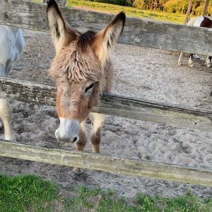 Meet your Posher, Ella